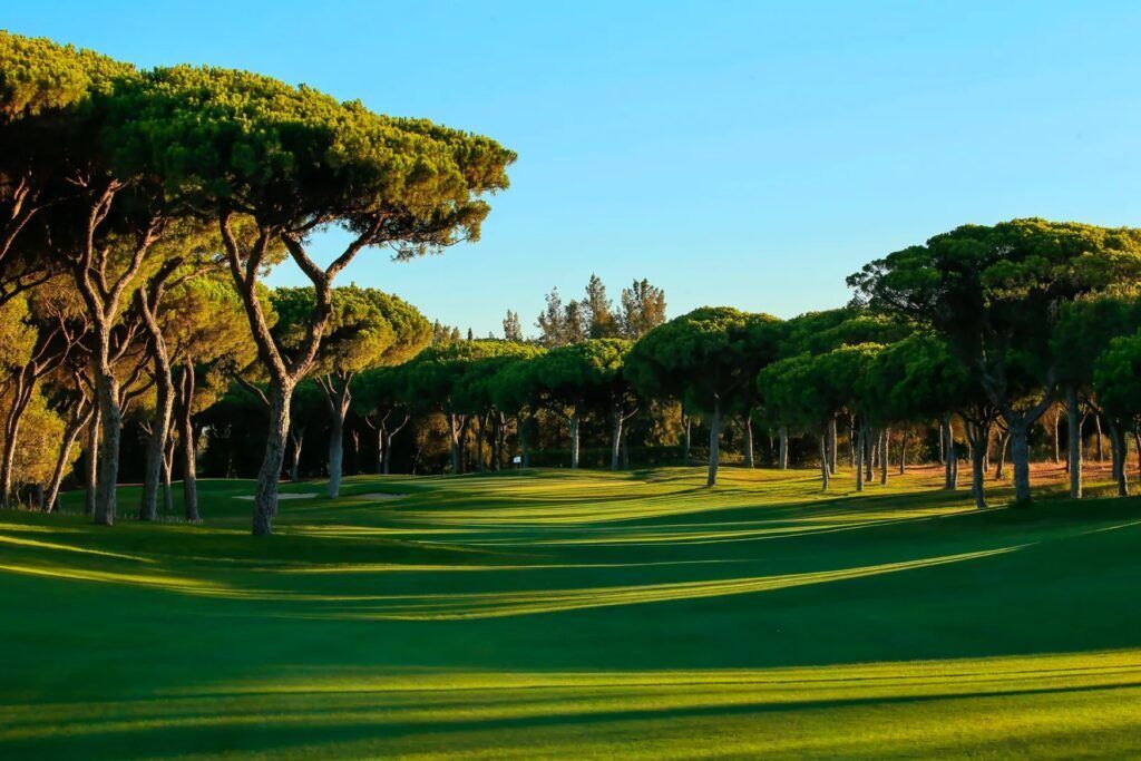 Pins parasols en contre-jour sur un fairway de l'Algarve