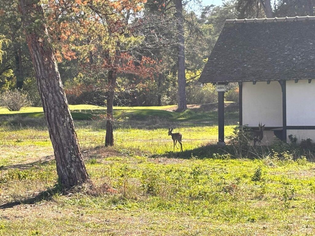 Chevreuils sur un parcours de golf boisé en Île-de-France